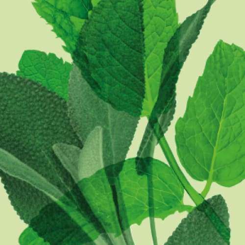 Ecodenta Brilliant Whitening Valkaiseva Fluorihammastahna-Ecodenta-Hyvinvoinnin Tavaratalo