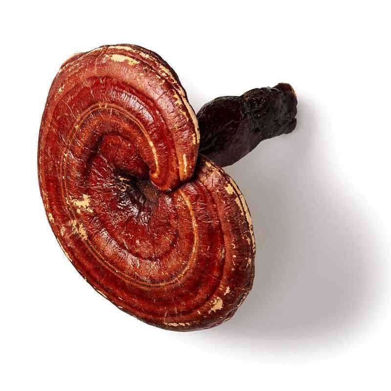 Mushrooms For Life Luomu Reishi-Mushrooms 4 Life-Hyvinvoinnin Tavaratalo