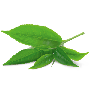 YogiTea Luomu Green Energy tee-YogiTea-Hyvinvoinnin Tavaratalo