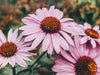 Vaaleanpunaisia echinacea-kasveja eli punahattuja niityllä