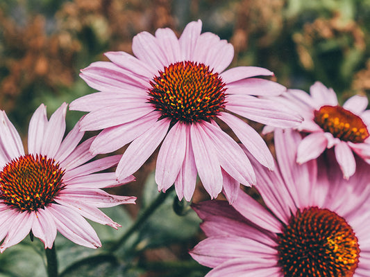 Vaaleanpunaisia echinacea-kasveja eli punahattuja niityllä