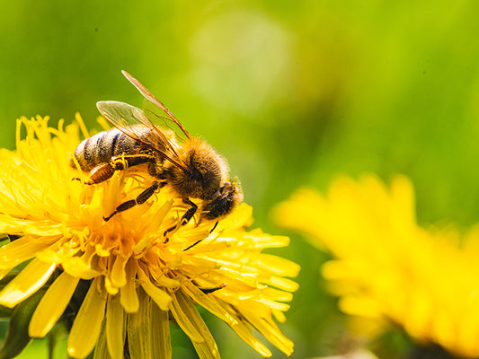 Bee Venom – luonnon oma botox