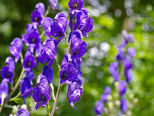 Syysnuhaa ja yskää? Avuksi homeopaattinen Aconitum