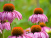 Echinacea purpurea on monipuolinen rohdoskasvi