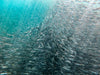 Omega-3-rasvahappoja valmistetaan esimerkiksi sardiinista