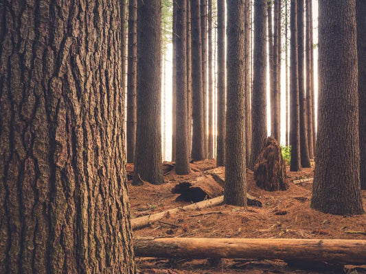 Metsässä kuvatut puunrungot