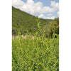 Sonnentor Luomu Oregano