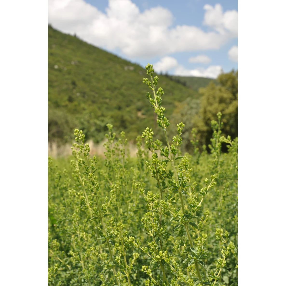 Sonnentor Luomu Oregano