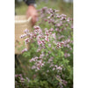Sonnentor Luomu Oregano