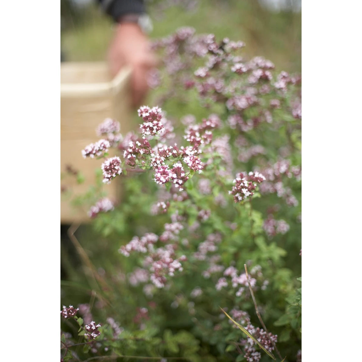 Sonnentor Luomu Oregano