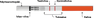 RFSU Raskaustestiliuska