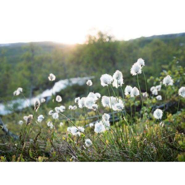 Havuka Tupasvilla-Jäkälä Palasaippua-Havuka-Hyvinvoinnin Tavaratalo