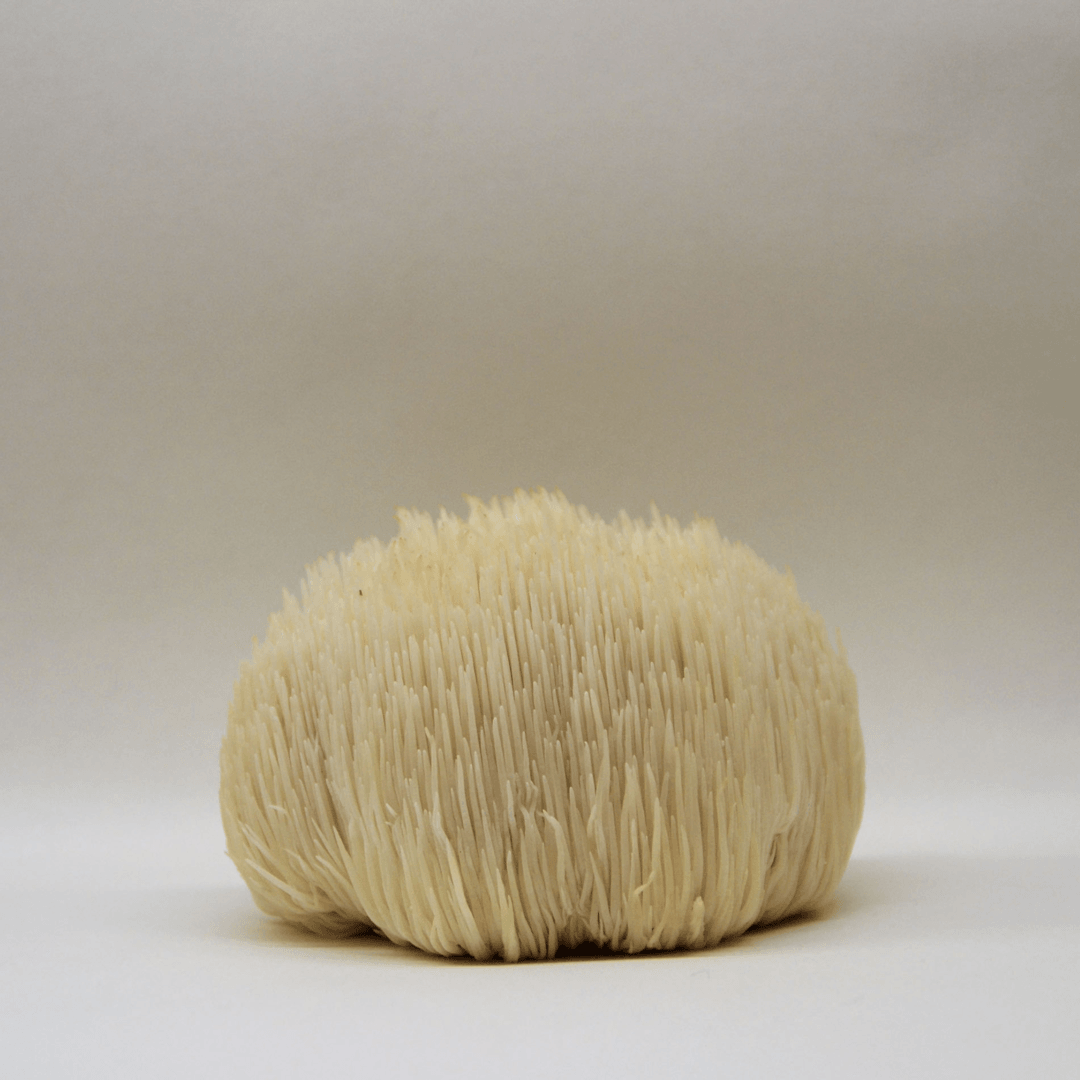 KÄÄPÄ Mushrooms Luomu Lion's Mane sieniuute-KÄÄPÄ Mushrooms-Hyvinvoinnin Tavaratalo