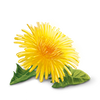 YogiTea Luomu Detox Dandelion tee-YogiTea-Hyvinvoinnin Tavaratalo