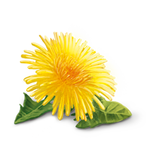 YogiTea Luomu Detox Dandelion tee-YogiTea-Hyvinvoinnin Tavaratalo