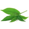 YogiTea Luomu Green Chai tee-YogiTea-Hyvinvoinnin Tavaratalo