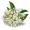 YogiTea Luomu Green Energy tee-YogiTea-Hyvinvoinnin Tavaratalo