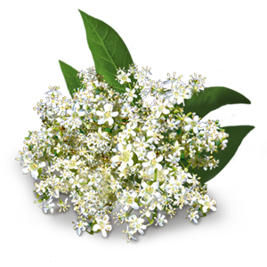 YogiTea Luomu Green Energy tee-YogiTea-Hyvinvoinnin Tavaratalo